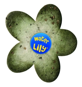Water Lily