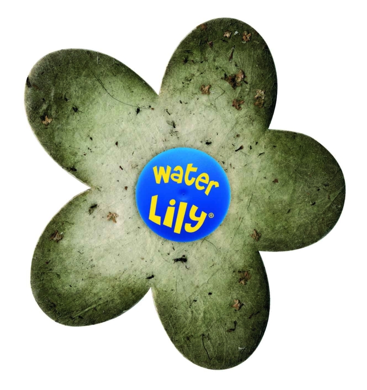 Water Lily
